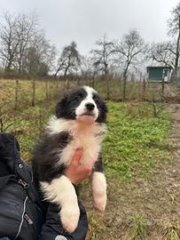 Border collie cuccioli alta genealogia super top