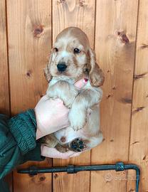 Cuccioli di cocker spaniel