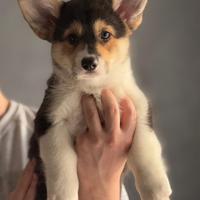 Cuccioli Welsh Corgi Pembroke