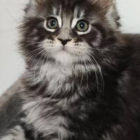 Cuccioli Maine Coon