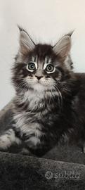 Cuccioli Maine Coon
