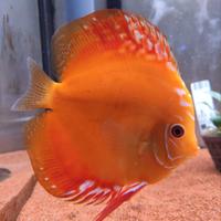 Pesce Discus Arancio