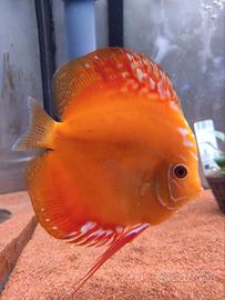 Pesce Discus Arancio