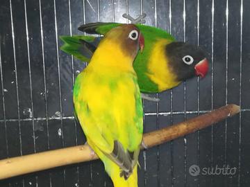 Coppia insep mascherato Pez verde x verde