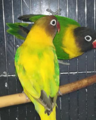 Coppia insep mascherato Pez verde x verde