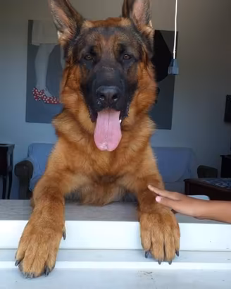 Cuccioli di pastore tedesco con pedigree