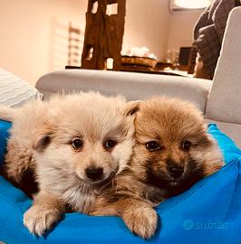 Spitz spitz cuccioli