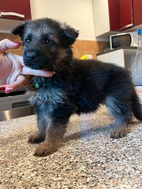 Pastore tedesco maschio