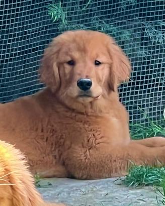 Cucciola Golden Retriever Linea Americana