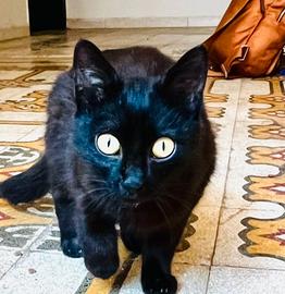 Antonio gatto 11 mesi