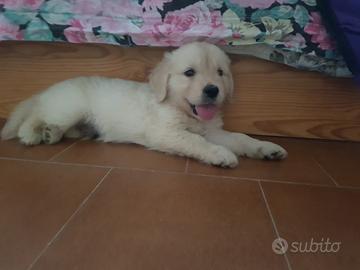 Disponibile cucciolo Golden Retriever