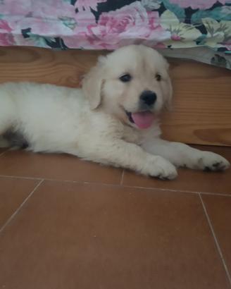 Disponibile cucciolo Golden Retriever