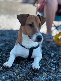 Jack russel