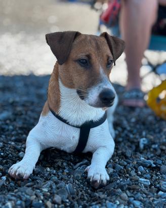 Jack russel