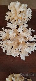 Corallo bianco 