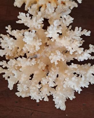 Corallo bianco 