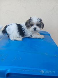 Morkie