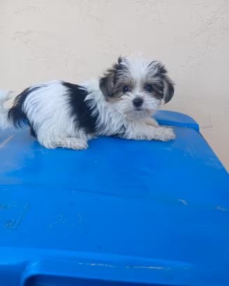 Morkie