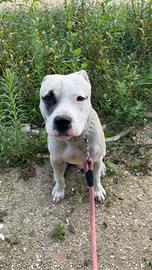 Tyson pitbull dolcissimo di 9 mesi