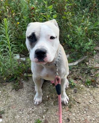 Tyson pitbull dolcissimo di 9 mesi