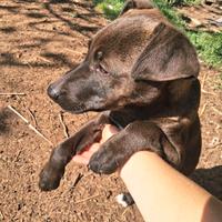 Cuccioli di american pit bull terrier