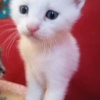 Gattini stupendi aspettano una nuova casa