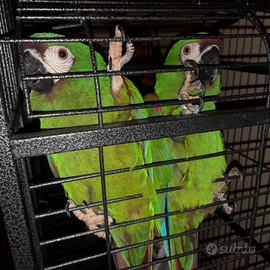 Coppia di Ara Severa Adulti