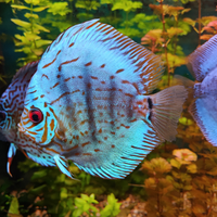 Discus