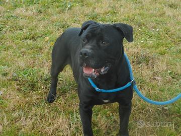 Adozione affettuosa derivata corso in canile