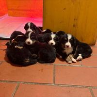 Bovaro del Bernese cuccioli