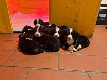 Bovaro del Bernese cuccioli