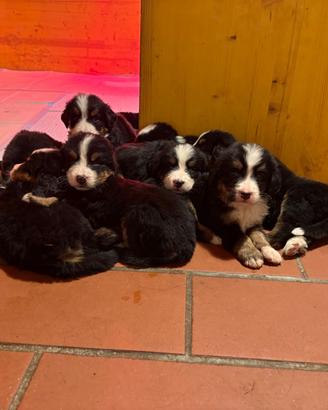 Bovaro del Bernese cuccioli