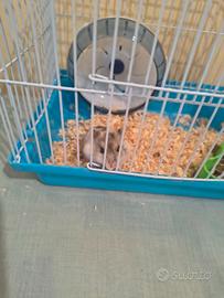 Criceto con gabbia