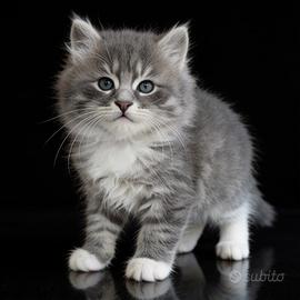 gattini siberiani con pedigree