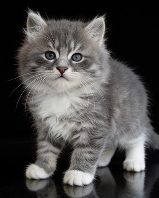 gattini siberiani con pedigree