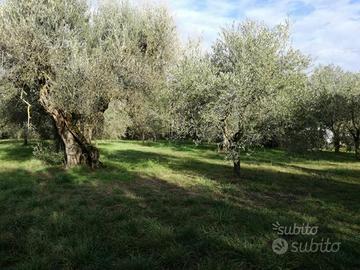 Terreno olivi