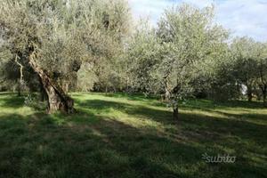 Terreno olivi