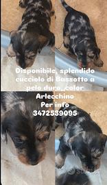 Bassotti nani a pelo duro