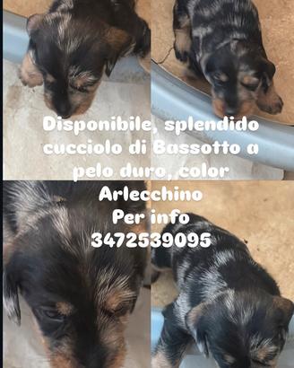 Bassotti nani a pelo duro