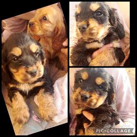Cocker Spaniel