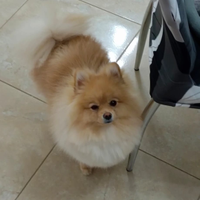 Spitz di Pomerania ad Avezzano e dintorni