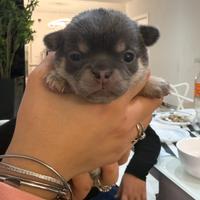 Chihuahua Pedigree Enci