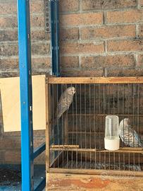 Coppia cocorita fallow