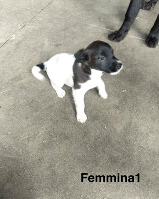 Cuccioli di cane Meticci taglia medio piccola