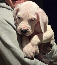 Cucciola di dogo argentino pedigree