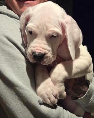 Cucciola di dogo argentino pedigree