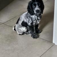 Cucciola cocker spaniel inglese