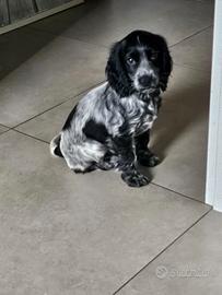 Cucciola cocker spaniel inglese