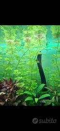 Acquario Piante 10x sessiliflora