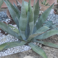 Agave americana